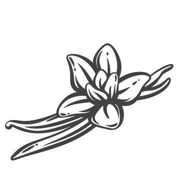 Vanilla flower in hand drawn black outline with long pods and open petals. Menu, packaging and stamp design use this vanilla flower, vector illustration.