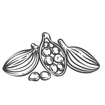 Cardamom pods in hand drawn black outline with whole husks, an open pod and aromatic seeds. Menu, packaging and stamp design use these cardamom pods, vector illustration.