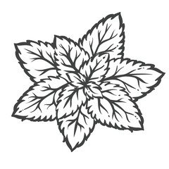 Obraz premium Mint leaves in hand drawn black outline with a dense cluster of serrated herb foliage. Menu, packaging and stamp design use mint leaves, vector illustration.