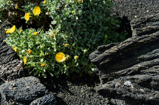 Yellow sea daisy Asteriscus maritimus flowers bloom among dark volcanic rocks in Lanzarote. The native flora thrives in the dry Canarian soil.