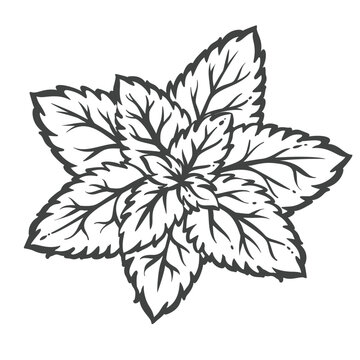 Mint leaves in hand drawn black outline with a dense cluster of serrated herb foliage. Menu, packaging and stamp design use mint leaves, vector illustration.