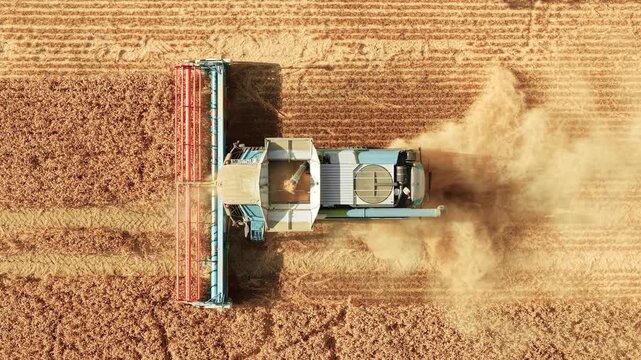 Overhead combine harvester cutting ripe barley with wide header across cultivated field. Straw windrows and harvested rows after cereal crop collection. Agricultural equipment farming operations and