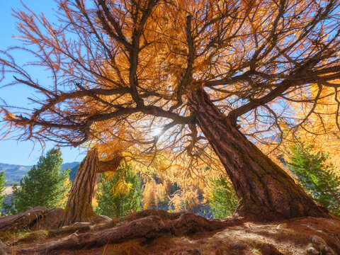 Sun rays glowing through autumn forest trees on a morning. Golden light illuminating fall foliage in nature.