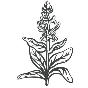 Sage plant in hand drawn black outline with flowering stem and leaves. Menu, packaging and stamp design use this sage plant, vector illustration.