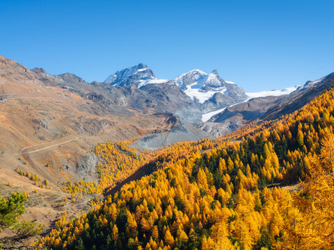 Mountain range above a colorful autumn forest on a clear day. Panoramic landscape of alpine nature and fall foliage.