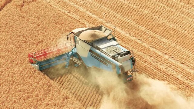 Ripe barley harvesting with combine harvester and wide cutting header. Grain collecting inside full hopper while dust trails across field. Seasonal cereal harvest and modern agriculture