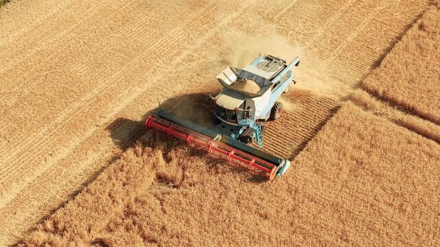 Agricultural combine cutting mature rye along standing crop edge. Harvested stubble and dust plume across cultivated farmland. Grain production farm machinery and rural agronomy