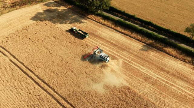 Combine harvester harvesting ripe wheat beside parked grain trailer on cultivated farmland. Dust cloud trailing behind cutting header across harvested strips. Agricultural machinery cereal production