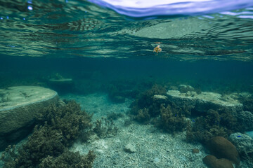 Underwater View of a Shallow Coral Reef Ecosystem © Satoshi