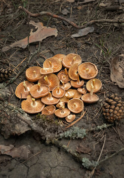 Inverted caps of fresh picking edible mushrooms on forest soil close up, abstract natural background. harvest season, picking fungi. Beautiful image of wild nature, forest aesthetic.