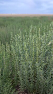 Green thyme stalks grow in an outdoor organic herb field under a moody overcast sky. Smooth horizontal tracking shot.