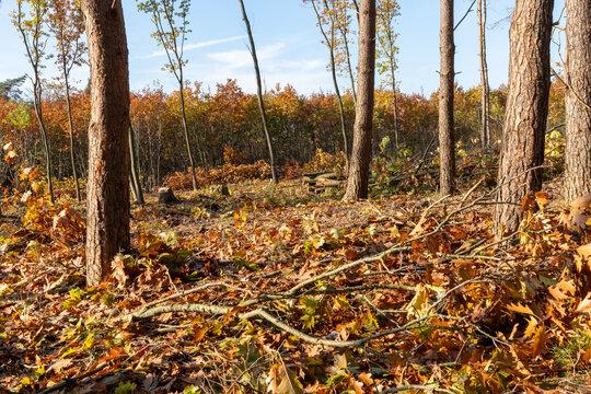 Remaining pine trunks surrounded by cut branches, stumps and autumn leaves after invasive trees were cleared for woodland restoration.
