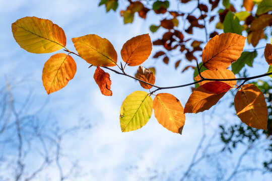 Sunlit European beech leaves changing from green to warm orange colors against a clear blue autumn sky.