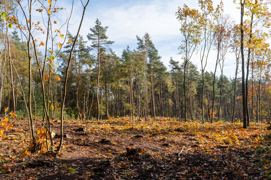 Forest clearing after trees were removed to control invasive species and support the restoration of native woodland habitat.