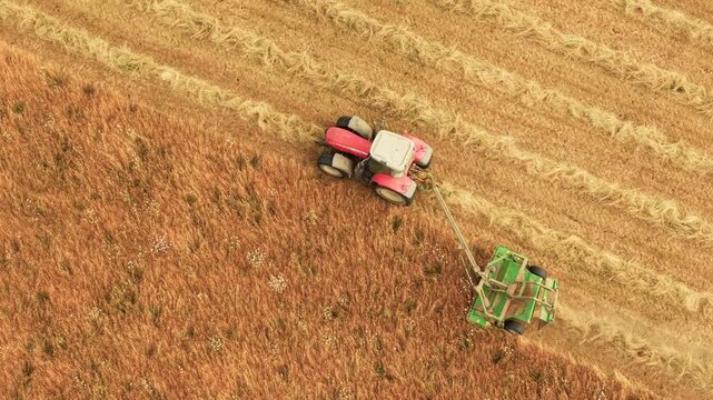 Tractor mowing hay along mature grass field for winter cattle feed. Drone view above farm machinery and fresh windrows. Forage harvesting, livestock farming and rural agriculture