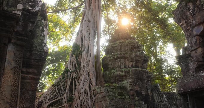 Jungle Reclaims Ancient Khmer Temple Mystical Ta Prohm Angkor