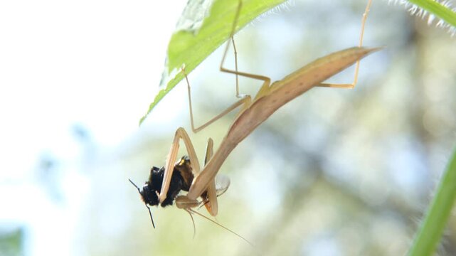 4k stabilised macro footage of a brown praying mantis feasting on bumble bee pray, isolated, insects, nature, animals
