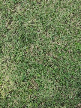 Green grass texture background with natural lawn surface, fresh green grass pattern for nature, landscape, gardening and outdoor design.