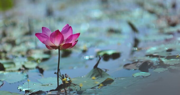 Slow Motion Lotus Flower Blooming on Calm Pond Water