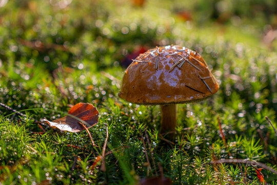 Single brown woodland mushroom with a rain-wet cap growing among vibrant green moss in warm autumn sunlight.