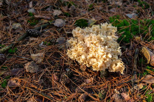 Cauliflower fungus with intricate cream-colored folds growing among pine needles, moss and cones on an autumn forest floor.