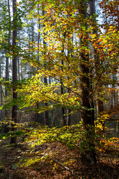 Warm sunlight filtering through green and golden autumn foliage in a dense mixed woodland with tall tree trunks.
