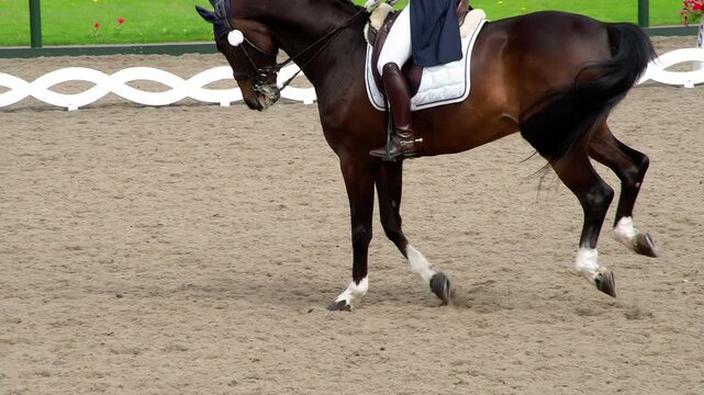 Contender for Victory. A rider in a traditional costume gracefully rides a pedigreed horse. Slow Motion