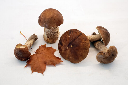 Mushroom Leccinum scabrum or Brown Cap boletus