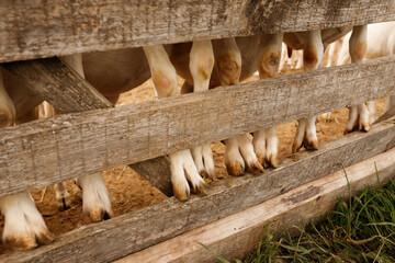 White goats hooves and legs detail closeup behind wooden fence on a farm countryside agriculture livestock farming domestic animals group pasture background mammals outdoor ranch commercial industry © Krystsina