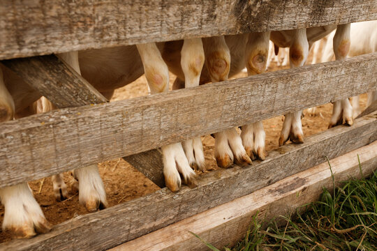 White goats hooves and legs detail closeup behind wooden fence on a farm countryside agriculture livestock farming domestic animals group pasture background mammals outdoor ranch commercial industry