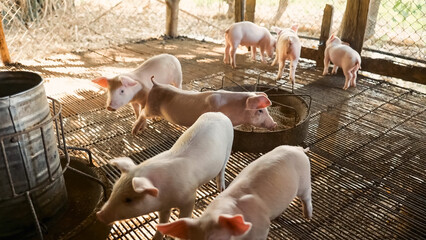 Cute Piglets Feeding in Farm Pen with Wooden Barn Background © NARONG