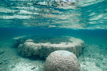 Underwater Coral Reef Landscape with Tropical Reef Fish © Satoshi