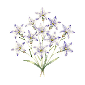 Tied Bunch of Senburi, White Star Flowers Lined with Violet, on a Clear Background