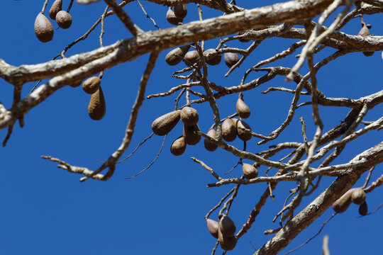 Wild jatoba fruits on native tree with hard brown pods in Brazilian nature