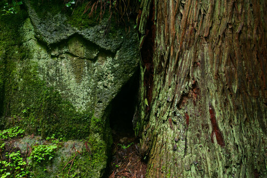 Ancient natural textures showcasing thick green moss and rough tree bark in a secluded Japanese mountain forest.The juxtaposition of damp stone and majestic cedar creates a powerful wabi-sabi atomos.