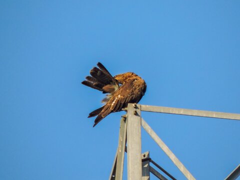 a Black Kite (Milvus migrans), a medium-sized bird of prey commonly found in urban areas