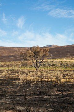 Scorched cottonwood tree survives the Biscar Fire burn scar amid charred sagebrush, Lassen County, California.