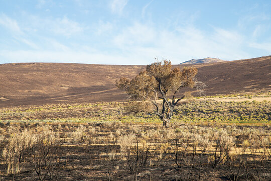 A fire-damaged cottonwood tree stands amid the Biscar Fire burn scar, surrounded by charred sagebrush in Lassen County, California.
