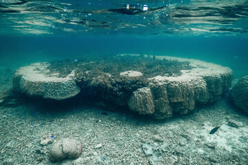 Healthy Reef Landscape with Table Coral and Clear Water © Satoshi