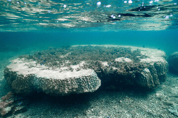 Tropical Underwater Background with Coral Landscape © Satoshi