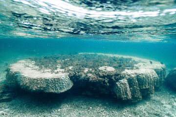 Coral Reef Ecosystem Beneath a Calm Ocean Surface © Satoshi