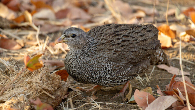 The Natal spurfowl or Natal francolin (Pternistis natalensis) is a species of bird in the family Phasianidae. It is found in Botswana, Eswatini, Mozambique, South Africa, Zambia, and Zimbabwe.