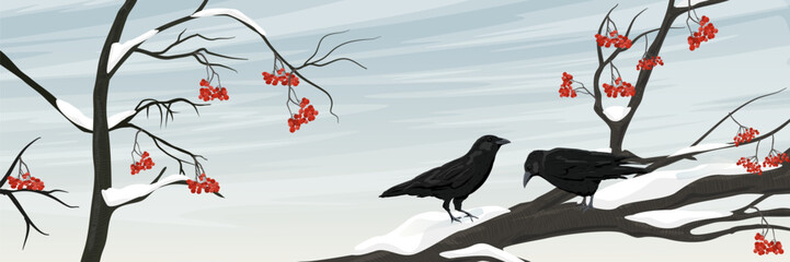 Naklejka premium Two black crows Corvus corone sitting on a snowy tree branch with red rowan berries in a wide panoramic winter landscape vector