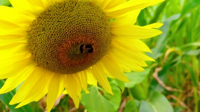 Sunflower with bumblebee collecting nectar. Bright yellow bloom against green foliage with detailed flower center and soft natural background. Summer pollinator habitat for beekeeping agriculture and