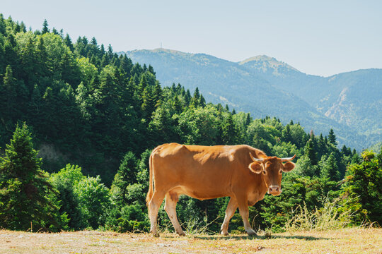 Brown dairy cow standing on pasture against green pine forest and high mountains background for organic milk production and farming eco food product design