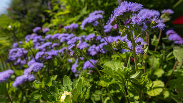 Purple Ageratum Flowers Blooming in Sunny Garden Close Up