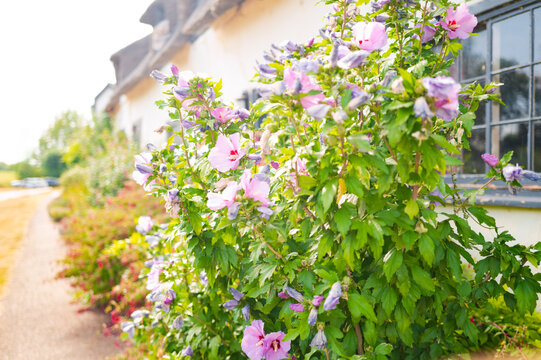 Shallow focus of wonderful purple flowers seen at the front garden of a typical English cottage in rural Britain. A footpath extends to the other side of the cottage.