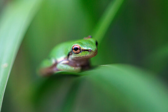 A treefrog likely in the genus Dryophytes in the Lake Wales Ridge Wildlife and Environmental Area, Florida.
