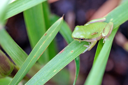 A treefrog likely in the genus Dryophytes in the Lake Wales Ridge Wildlife and Environmental Area, Florida. A small invertebrate is on top of the frog--check what that is with an expert.