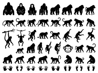 Fototapeta premium Primate Silhouettes Collection: Monkeys, Apes, Gorillas, and Footprints